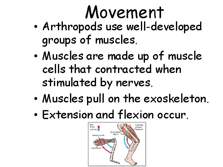 Movement • Arthropods use well-developed groups of muscles. • Muscles are made up of