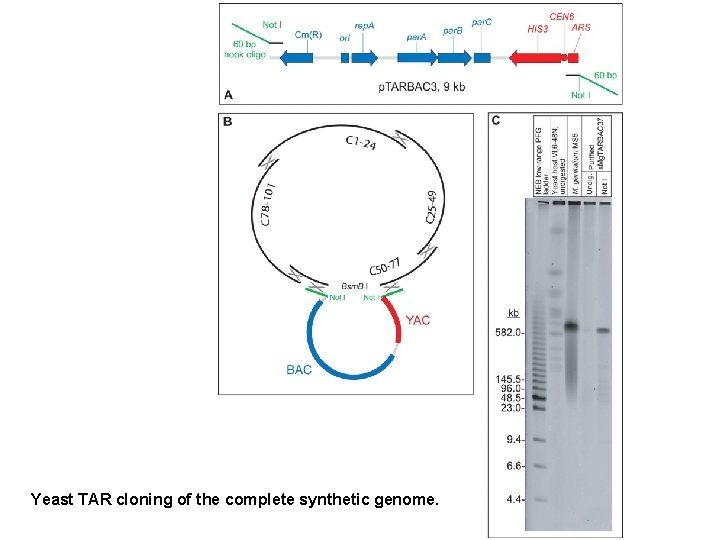 Yeast TAR cloning of the complete synthetic genome. 