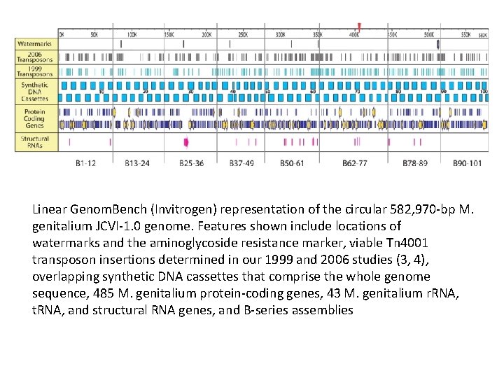 Linear Genom. Bench (Invitrogen) representation of the circular 582, 970 -bp M. genitalium JCVI-1.