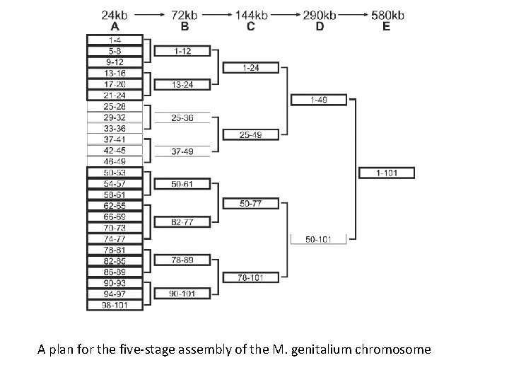 A plan for the five-stage assembly of the M. genitalium chromosome 