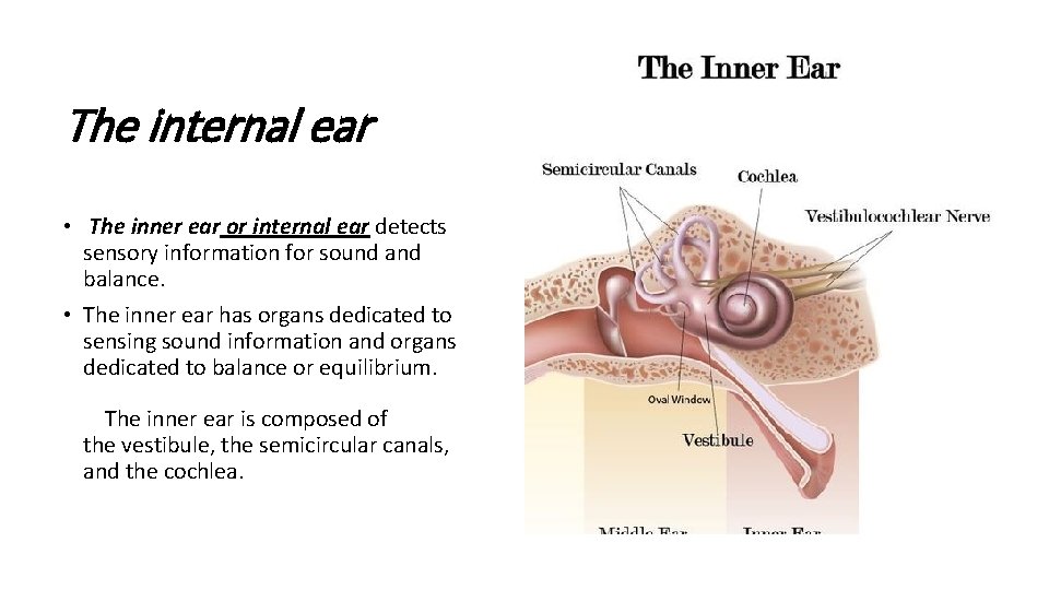 The internal ear • The inner ear or internal ear detects sensory information for