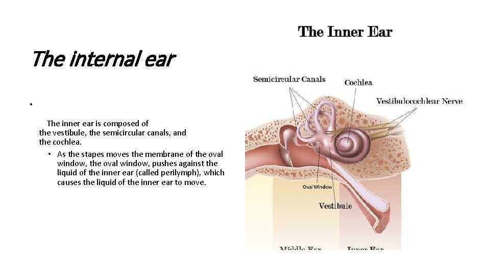 The internal ear • The inner ear is composed of the vestibule, the semicircular