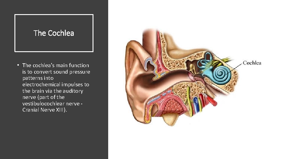 The Cochlea • The cochlea's main function is to convert sound pressure patterns into
