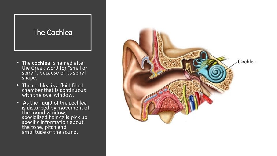 The Cochlea • The cochlea is named after the Greek word for "shell or