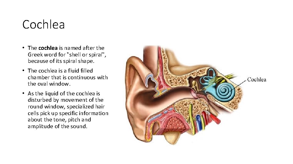 Cochlea • The cochlea is named after the Greek word for "shell or spiral",