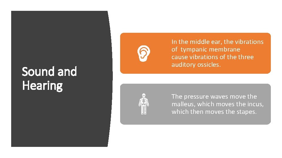 Sound and Hearing In the middle ear, the vibrations of tympanic membrane cause vibrations