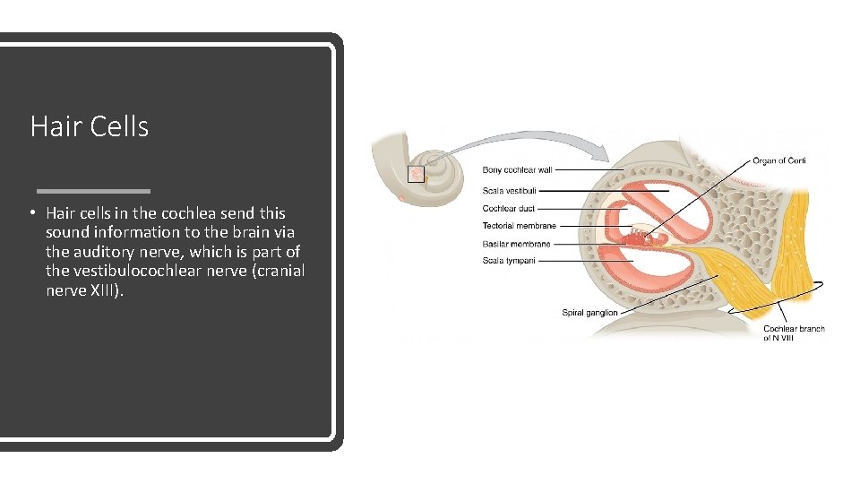 Hair Cells • Hair cells in the cochlea send this sound information to the