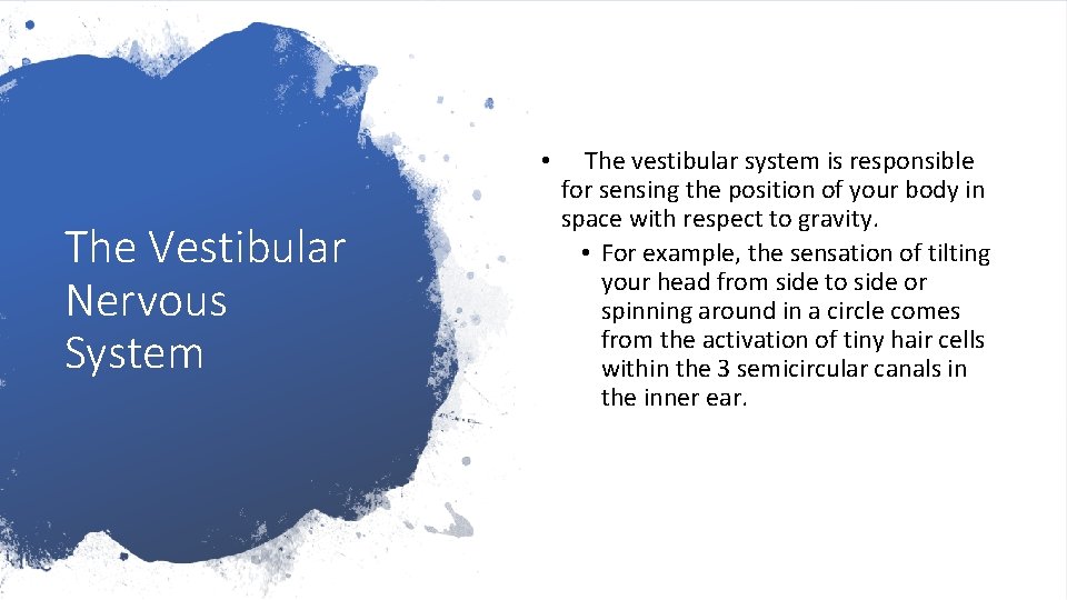  • The Vestibular Nervous System The vestibular system is responsible for sensing the