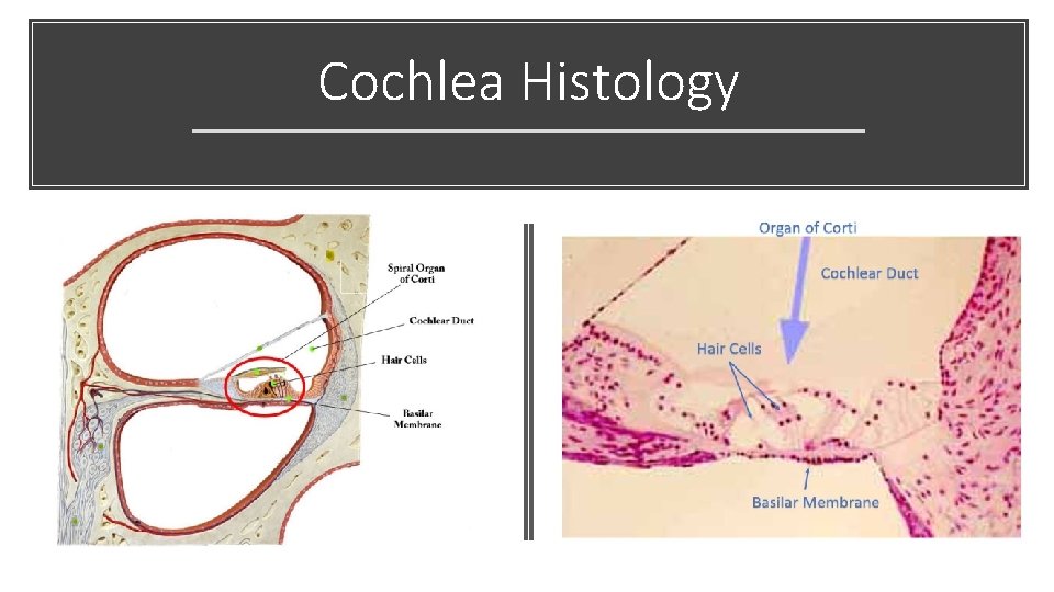 Cochlea Histology 