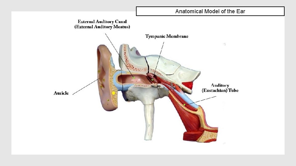 Anatomical Model of the Ear 
