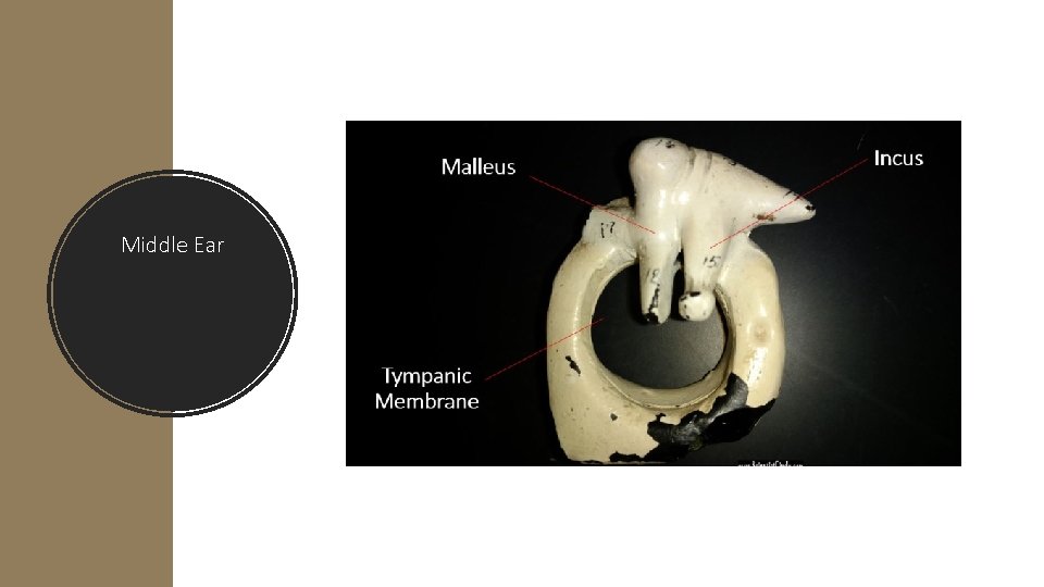Middle Ear 