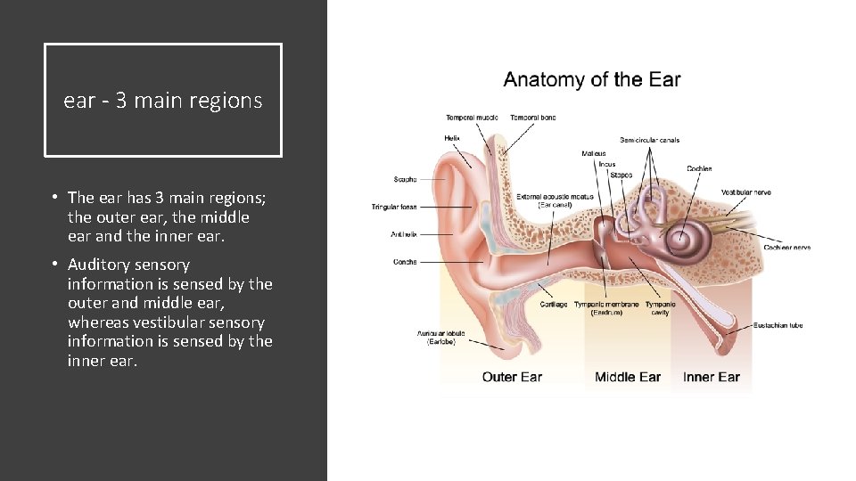 ear - 3 main regions • The ear has 3 main regions; the outer