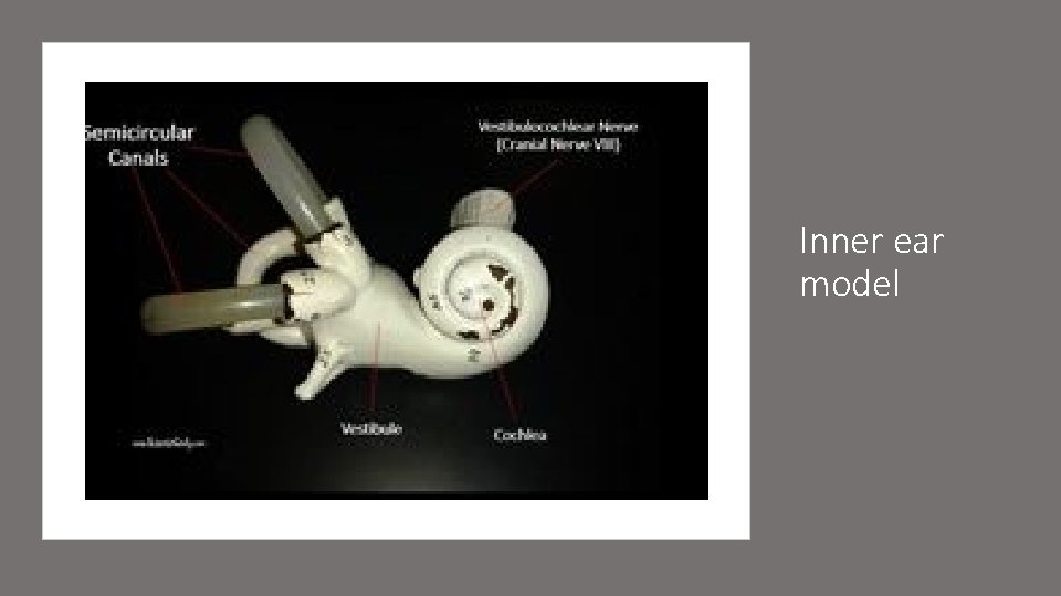 Inner ear model 