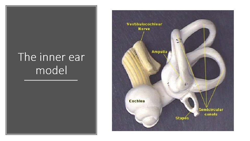The inner ear model 