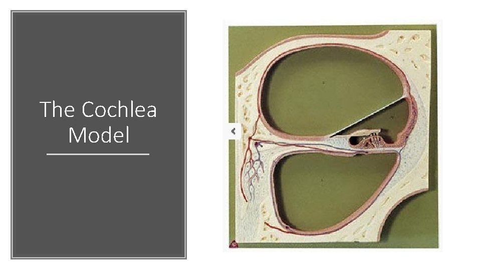 The Cochlea Model 