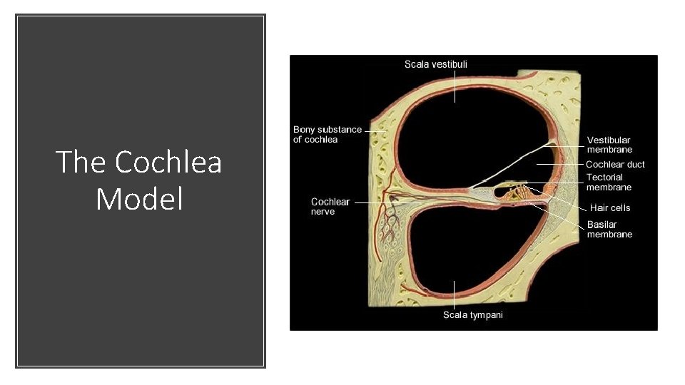 The Cochlea Model 