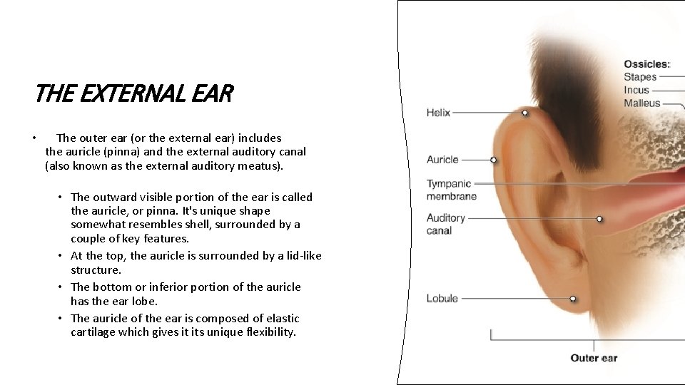 THE EXTERNAL EAR • The outer ear (or the external ear) includes the auricle