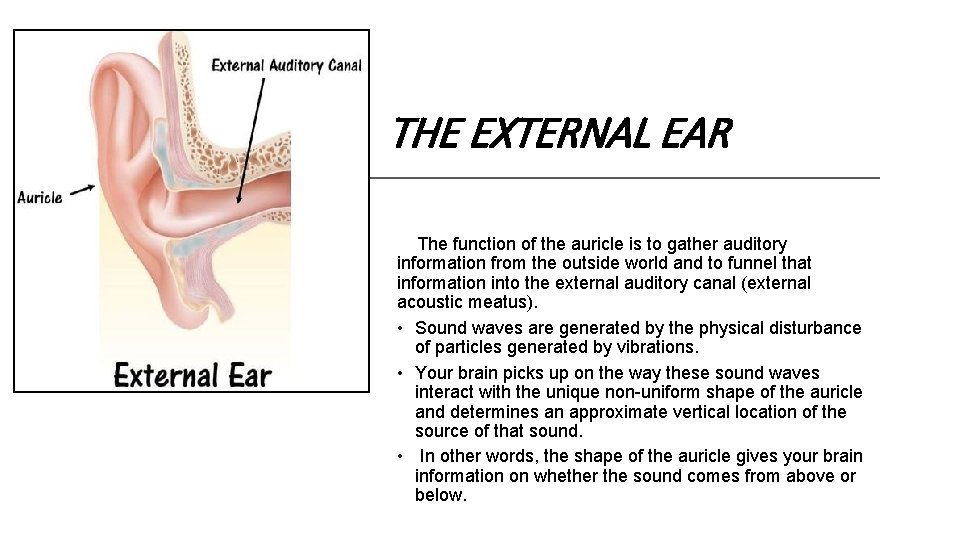 THE EXTERNAL EAR The function of the auricle is to gather auditory information from