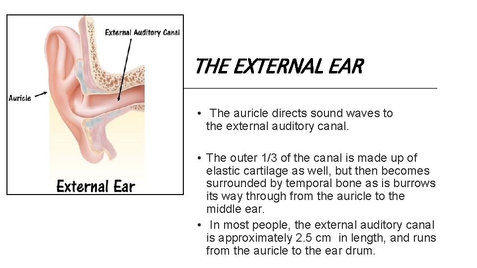 THE EXTERNAL EAR • The auricle directs sound waves to the external auditory canal.