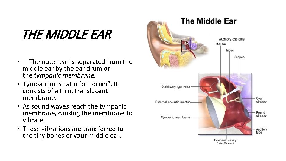 THE MIDDLE EAR The outer ear is separated from the middle ear by the