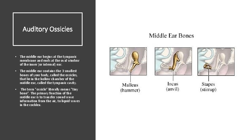 Auditory Ossicles • The middle ear begins at the tympanic membrane and ends at