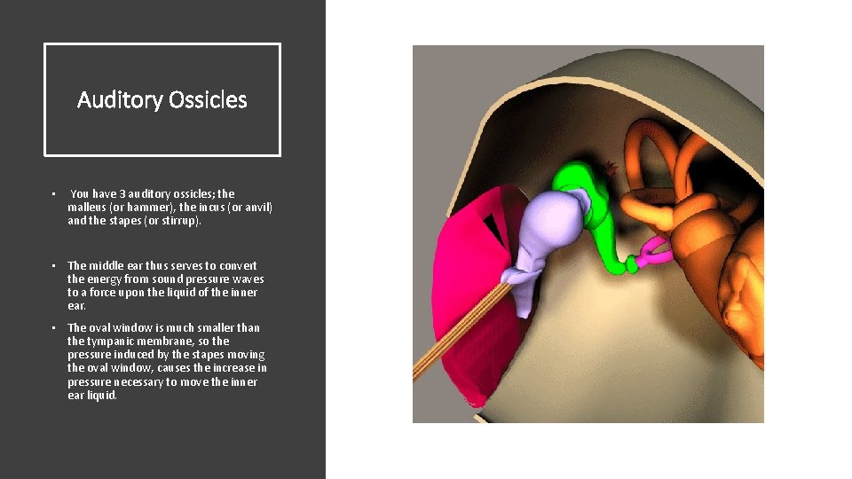 Auditory Ossicles • You have 3 auditory ossicles; the malleus (or hammer), the incus