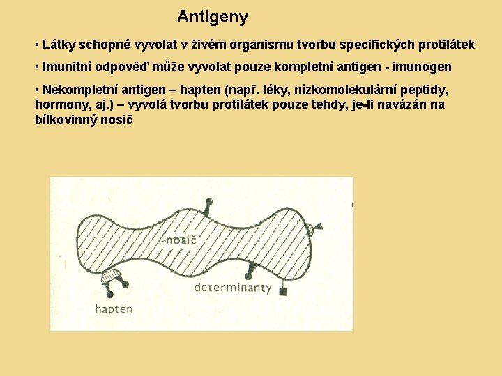 Antigeny • Látky schopné vyvolat v živém organismu tvorbu specifických protilátek • Imunitní odpověď