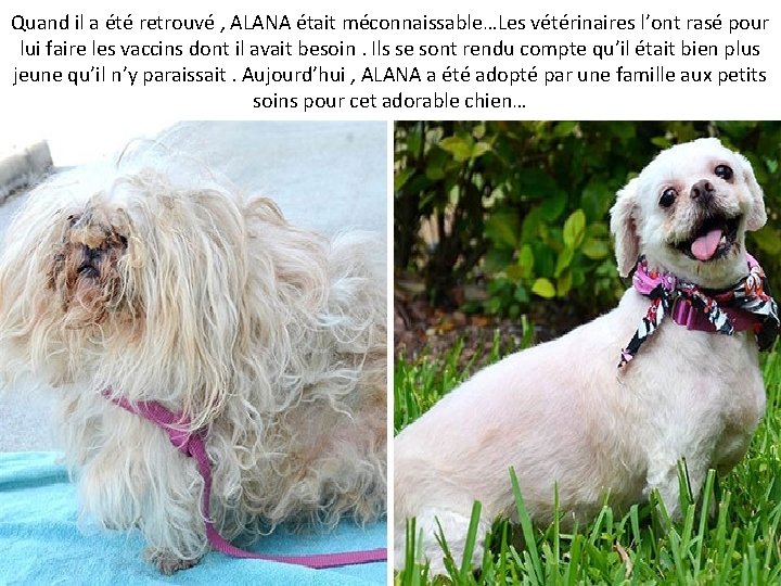 Quand il a été retrouvé , ALANA était méconnaissable…Les vétérinaires l’ont rasé pour lui