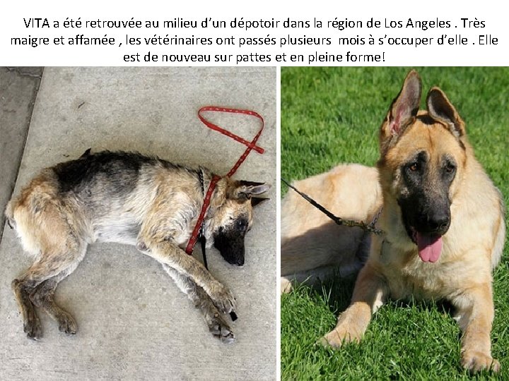 VITA a été retrouvée au milieu d’un dépotoir dans la région de Los Angeles.