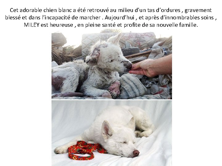 Cet adorable chien blanc a été retrouvé au milieu d’un tas d’ordures , gravement