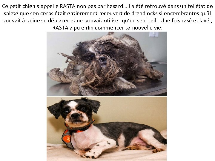 Ce petit chien s’appelle RASTA non pas par hasard…Il a été retrouvé dans un