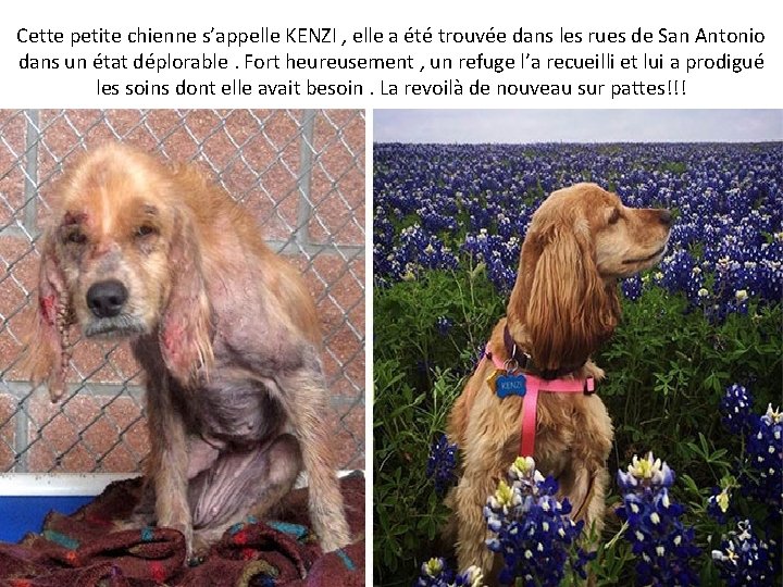 Cette petite chienne s’appelle KENZI , elle a été trouvée dans les rues de