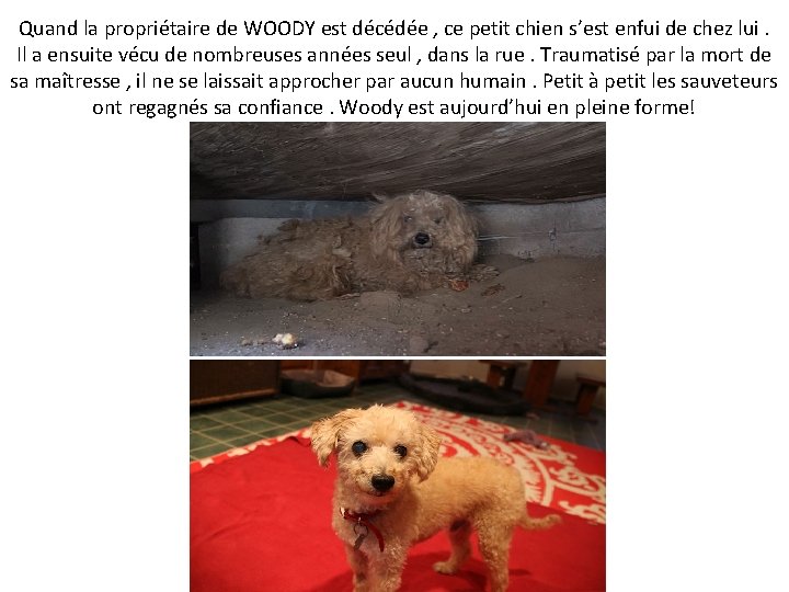 Quand la propriétaire de WOODY est décédée , ce petit chien s’est enfui de