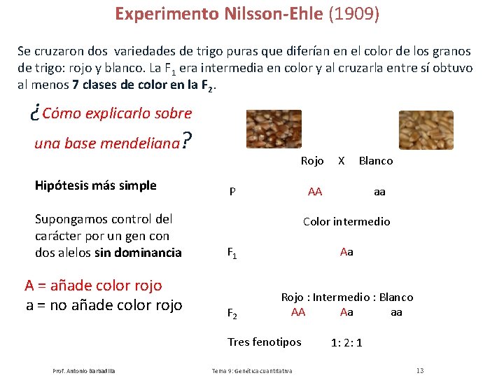 Experimento Nilsson-Ehle (1909) Se cruzaron dos variedades de trigo puras que diferían en el