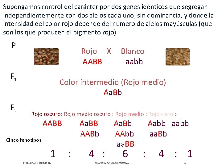 Supongamos control del carácter por dos genes idénticos que segregan independientemente con dos alelos