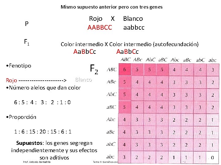 Mismo supuesto anterior pero con tres genes Rojo X AABBCC P F 1 Blanco