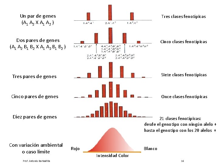 Un par de genes (A 1 A 2 X A 1 A 2 )