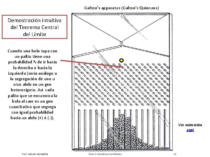 Galton’s apparatus (Galton’s Quincunx) Demostración intuitiva del Teorema Central del Límite Cuando una bola