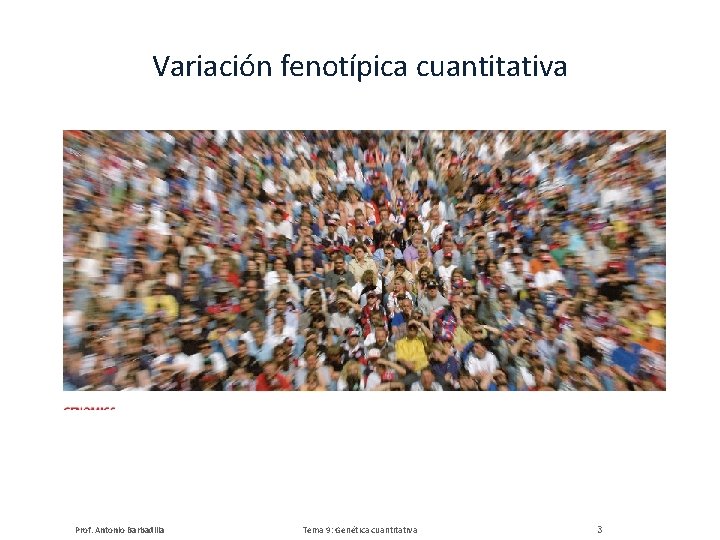 Variación fenotípica cuantitativa Prof. Antonio Barbadilla Tema 9: Genética cuantitativa 3 
