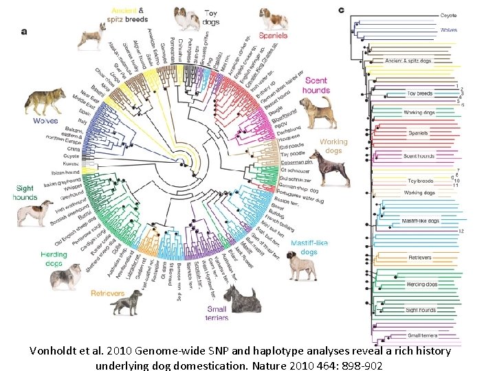 Vonholdt et al. 2010 Genome-wide SNP and haplotype analyses reveal a rich history underlying