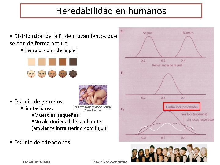 Heredabilidad en humanos • Distribución de la F 2 de cruzamientos que se dan