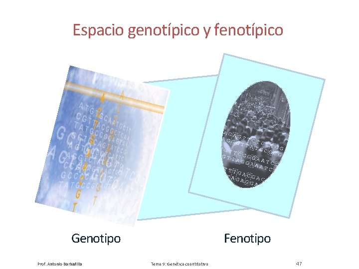 Espacio genotípico y fenotípico Genotipo Prof. Antonio Barbadilla Fenotipo Tema 9: Genética cuantitativa 47