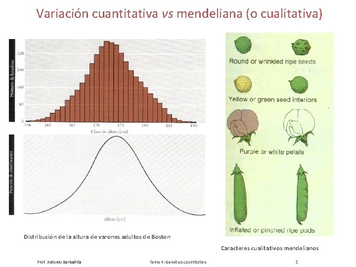 Variación cuantitativa vs mendeliana (o cualitativa) Distribución de la altura de varones adultos de