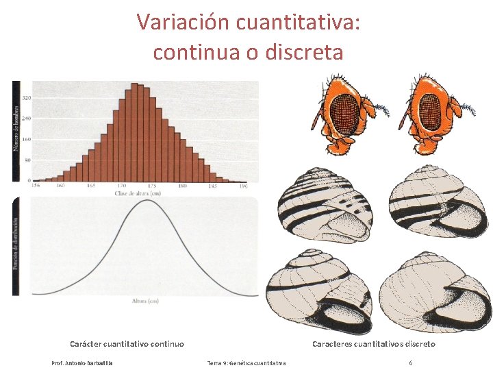 Variación cuantitativa: continua o discreta Carácter cuantitativo continuo Prof. Antonio Barbadilla Caracteres cuantitativos discreto