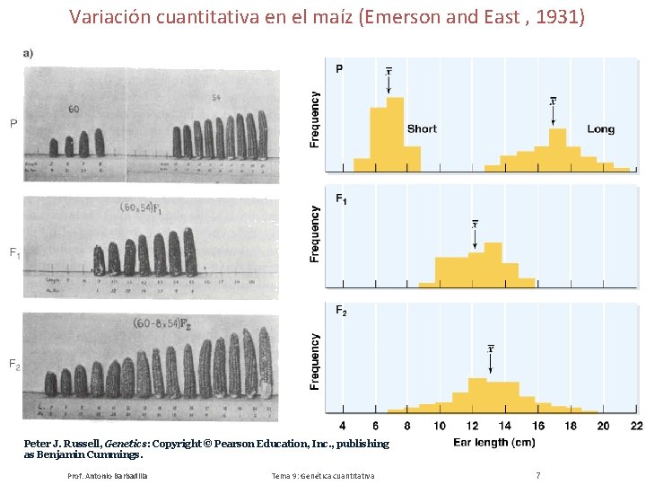 Variación cuantitativa en el maíz (Emerson and East , 1931) Peter J. Russell, Genetics: