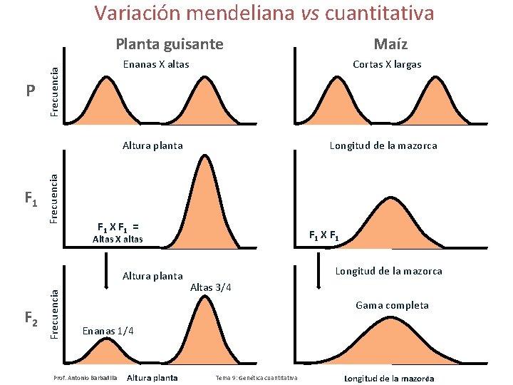 Variación mendeliana vs cuantitativa Planta guisante Enanas X altas Frecuencia P Cortas X largas
