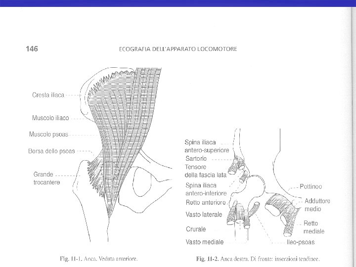 Anat 1 e 2 p 146 