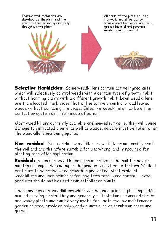 Translocated herbicides are absorbed by the plant and the poison is then moved systemically Translocated herbicides are absorbed by the plant and the poison is then moved systemically