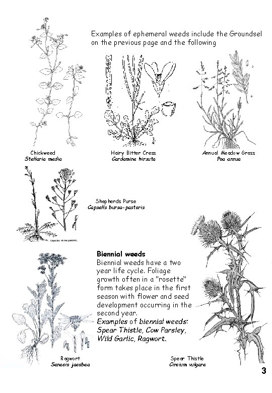 Examples of ephemeral weeds include the Groundsel on the previous page and the following Examples of ephemeral weeds include the Groundsel on the previous page and the following