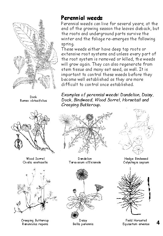 Perennial weeds can live for several years; at the end of the growing season Perennial weeds can live for several years; at the end of the growing season